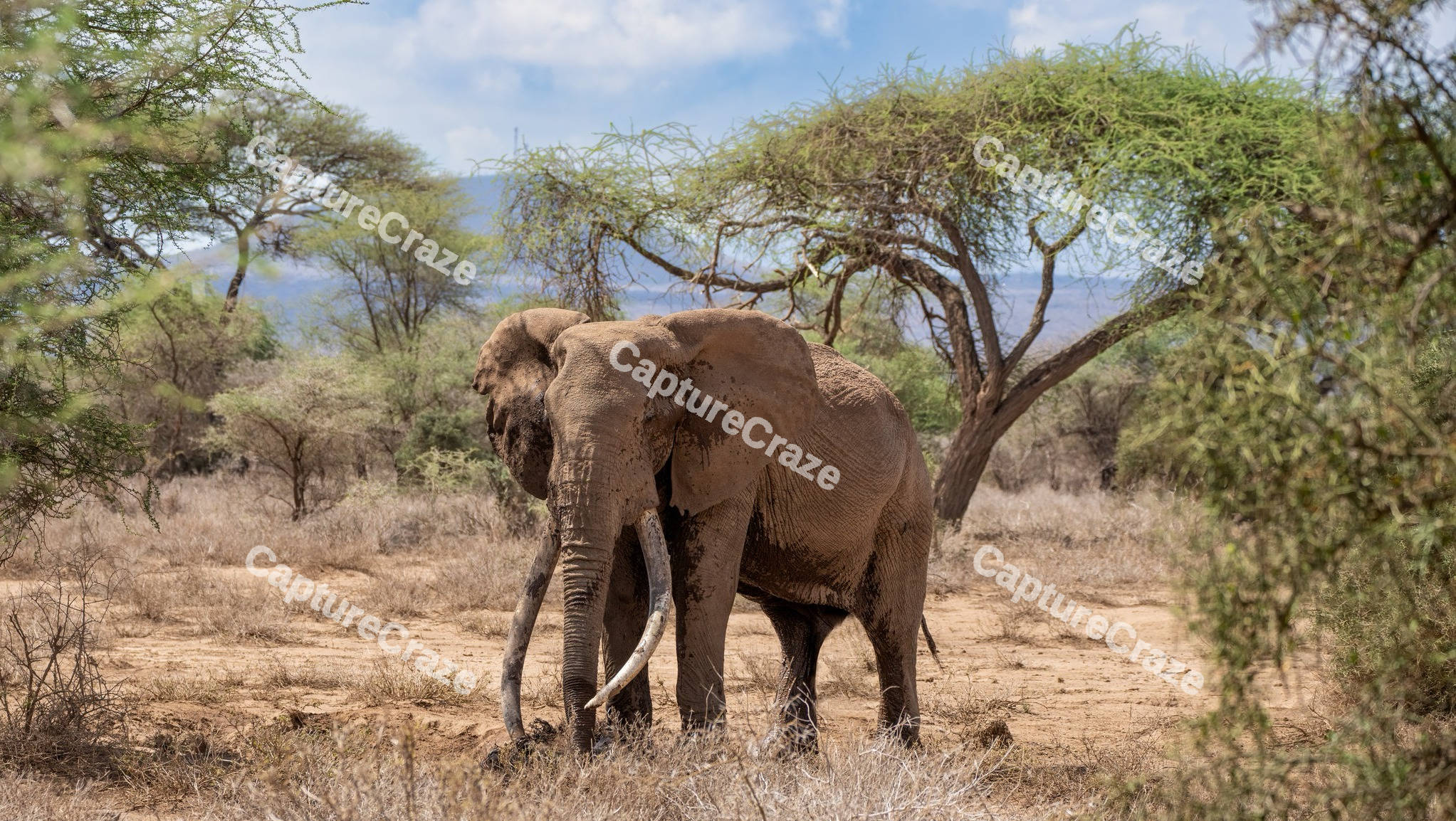 African Elephant